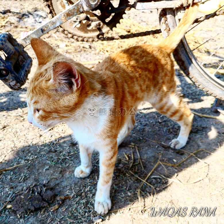 猫 凯蒂