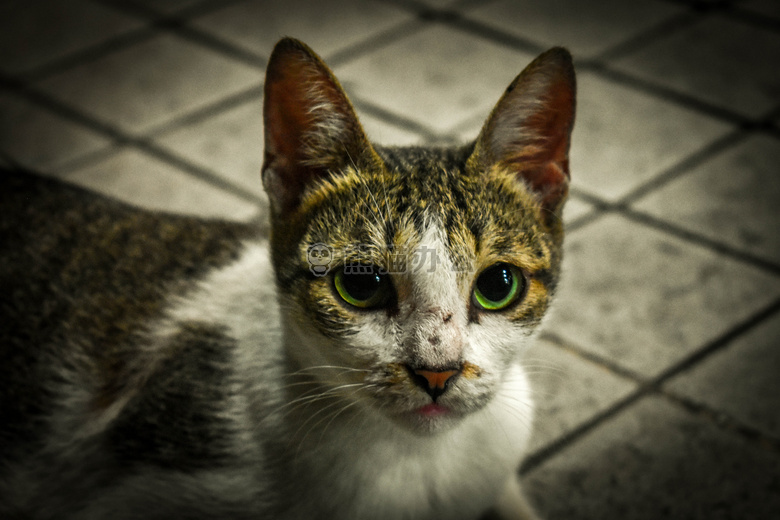 猫 面对 猫和#