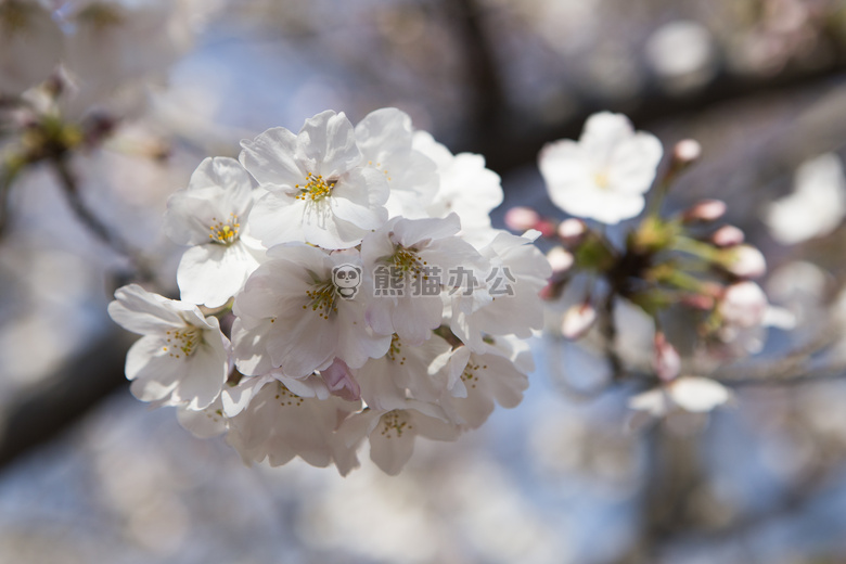 美丽的 花 开花