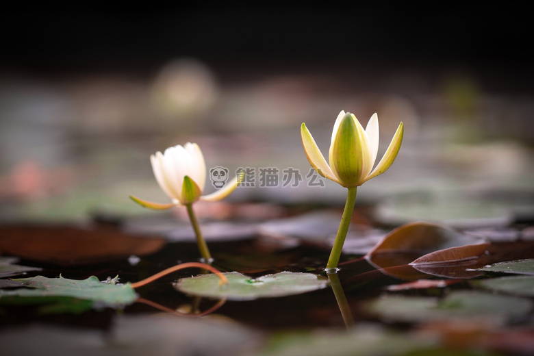 水 百合花 莉莉