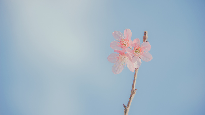 美丽的 花 开花 