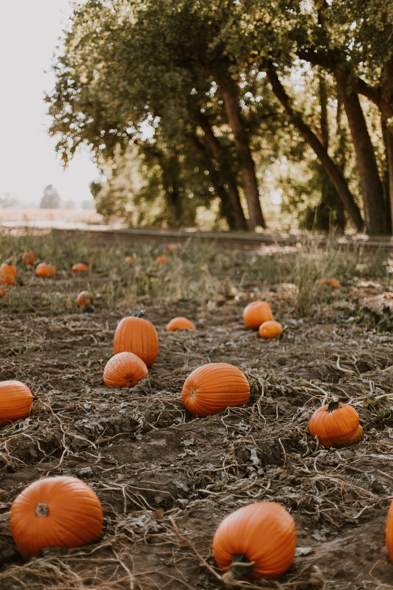农业 模糊 颜色 