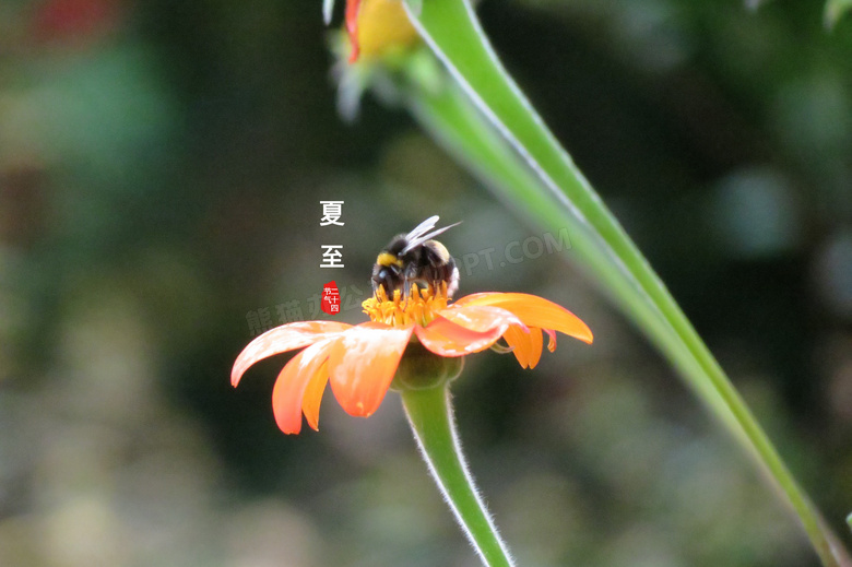 年夏至节气图片