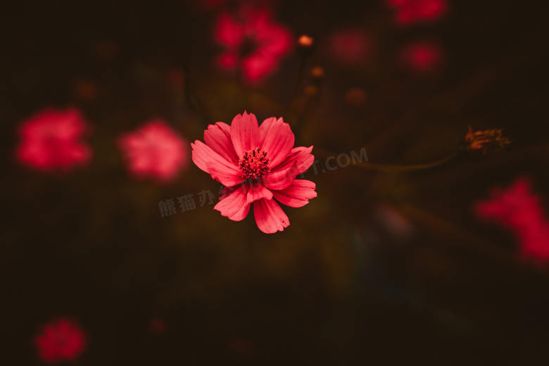 红色花朵PPT背景图片