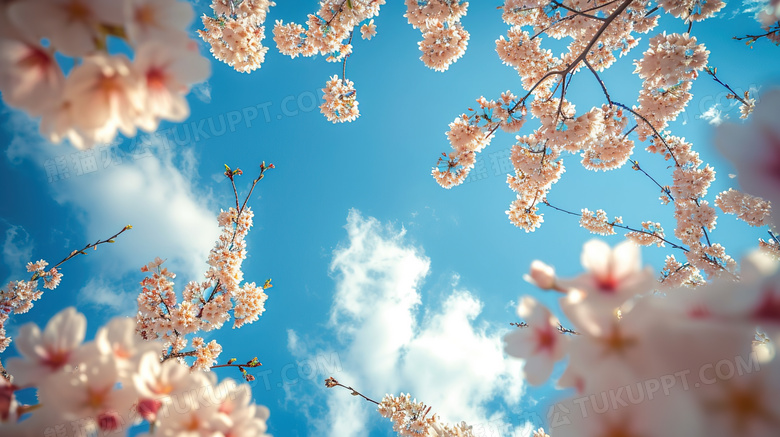 粉色樱花树林里仰望天空图片