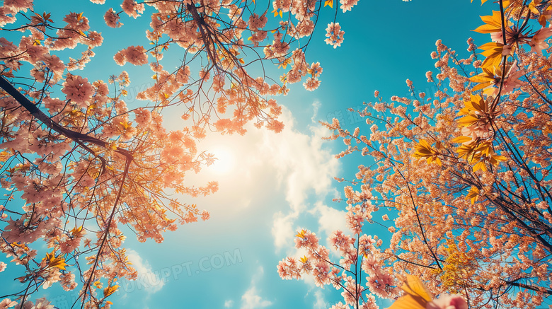 樱花树林里仰望天空图片