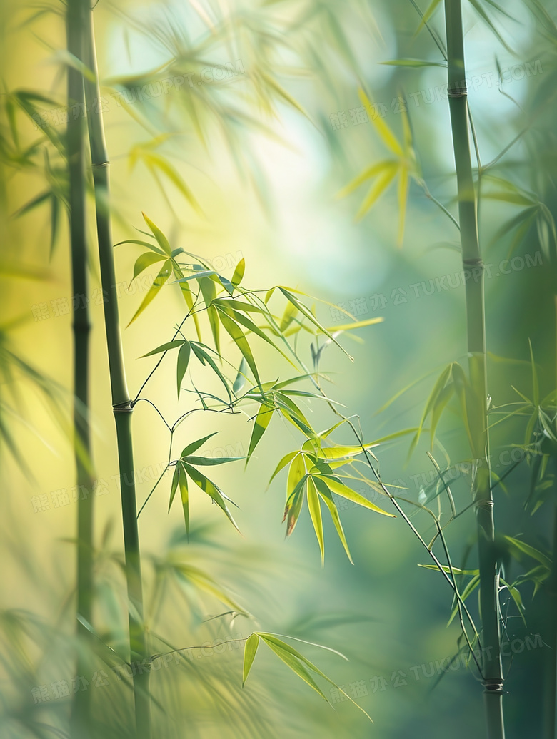 春日竹林竹子特写图片