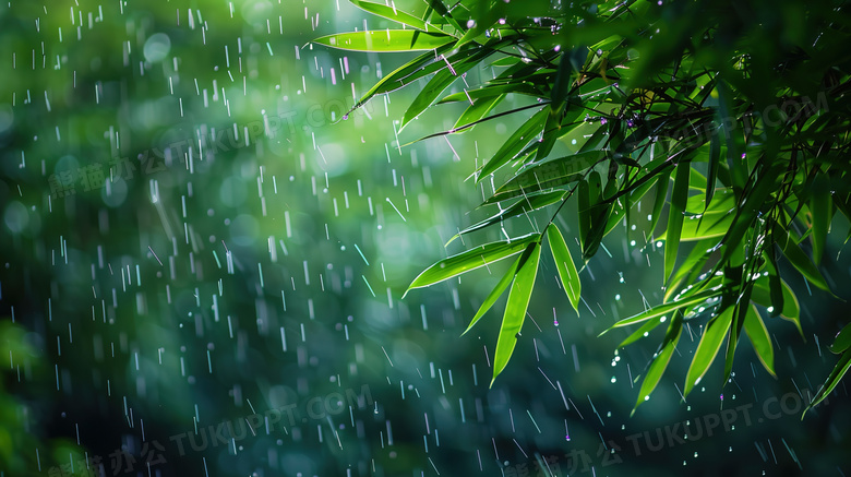 雨中森林绿叶特写图片