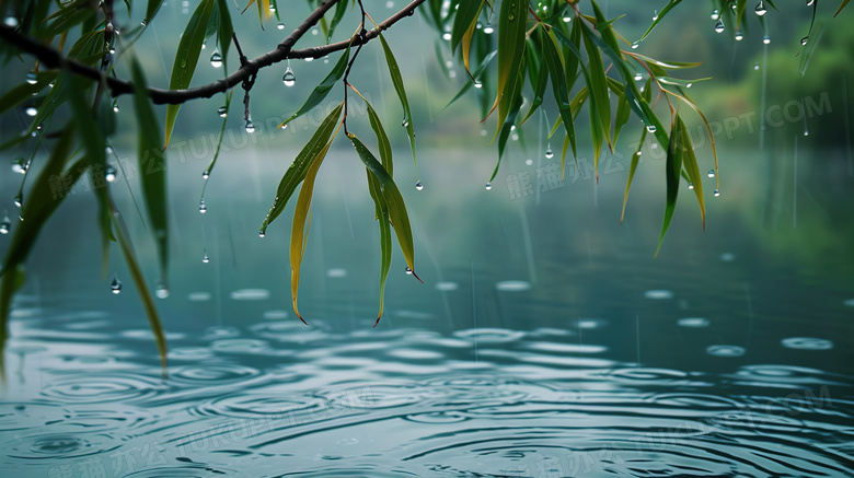 雨水丛湖边柳树枝上滴落到湖面图片