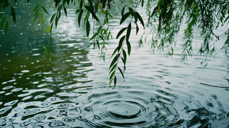 雨水丛湖边柳树枝上滴落到湖面图片