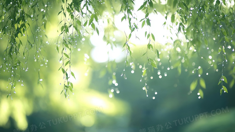 特写春天柳树树叶图片