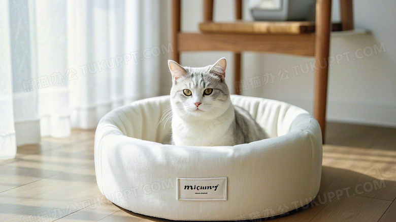 宠物猫窝宠物用品宠物图片