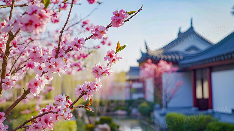 春天园林桃花盛开风景图片