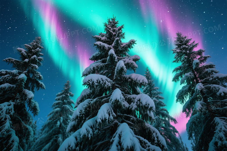 仰拍雪松林极光夜空图片