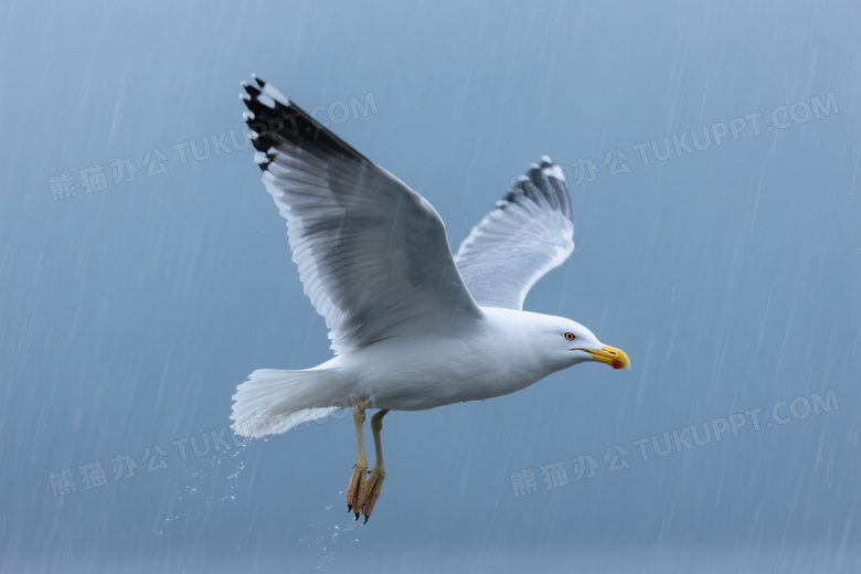 海鸥暴雨中展翅飞翔侧逆光图片