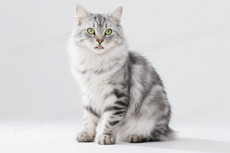 银灰长毛猫坐姿特写图片