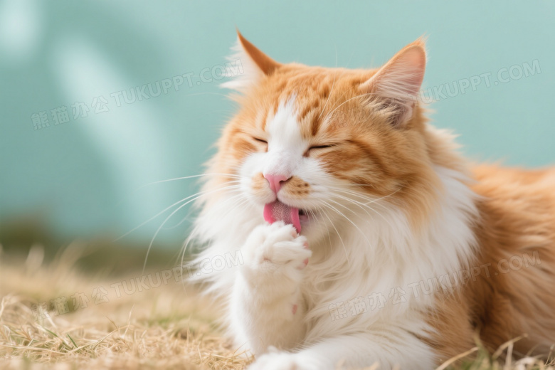 橘白长毛猫舔爪特写图片