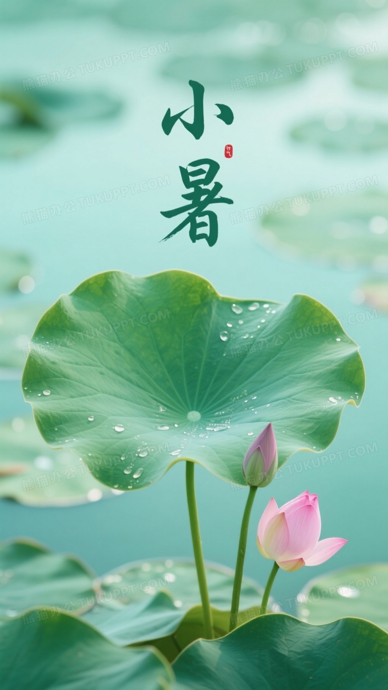 翠绿荷叶与荷花小暑书法图片