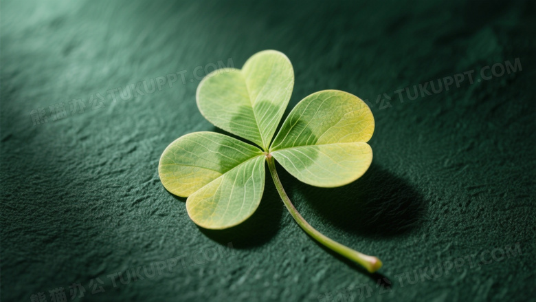 四叶 Clover 俯拍特写图片