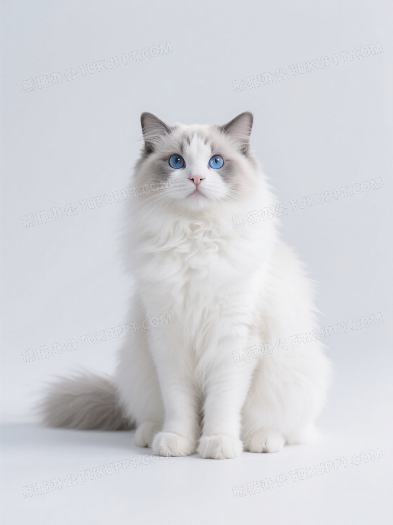 银渐层布偶猫纯白背景特写图片