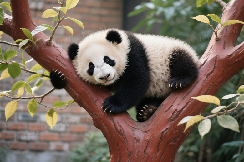 幼年大熊猫树干休憩高清图片