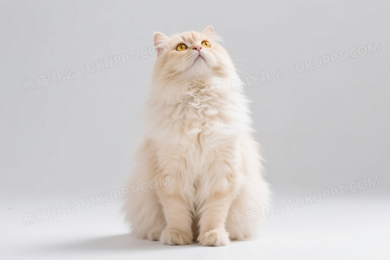 奶油波斯猫仰视柔光特写图片
