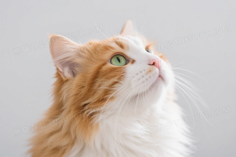 橘白长毛猫侧脸凝视柔光图片