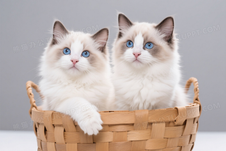蓝眼布偶猫幼崽篮中坐姿图片