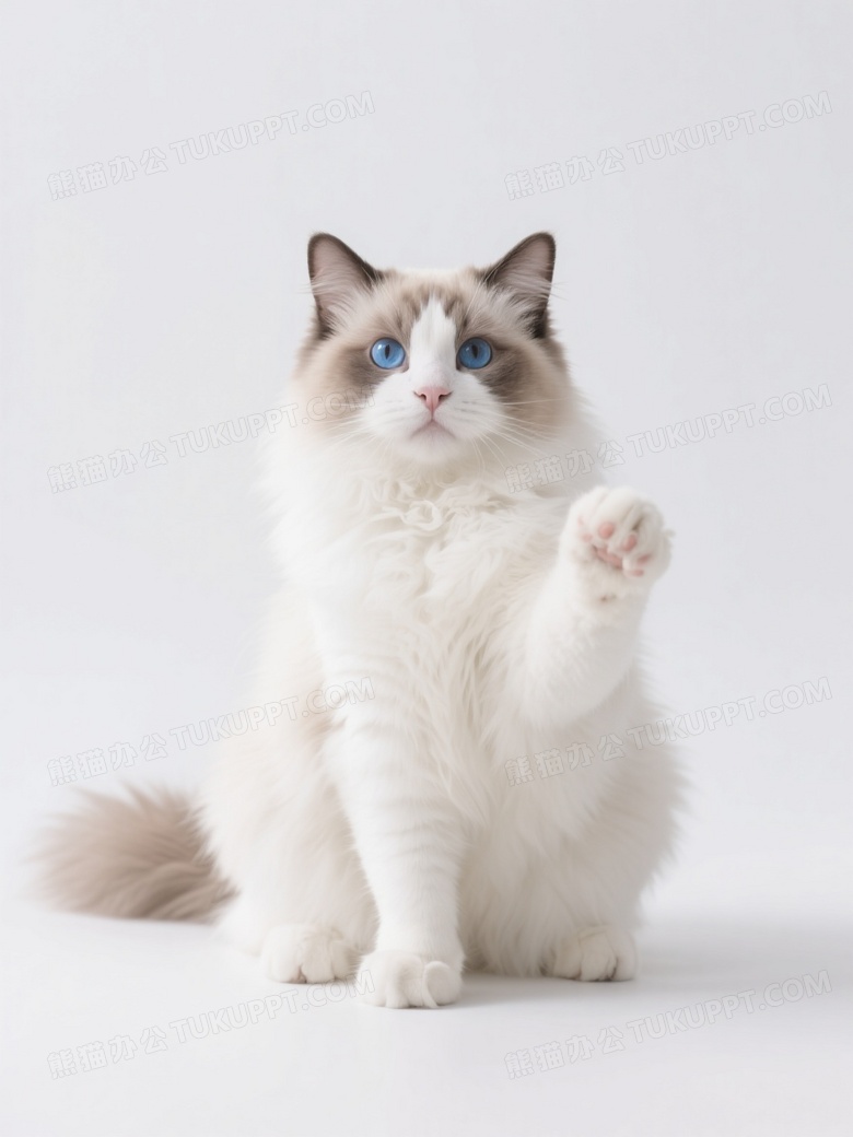 布偶猫端正坐姿凝视前方图片