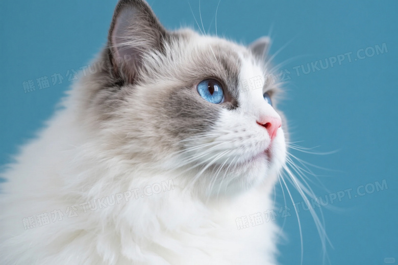蓝眼布偶猫侧脸特写图片