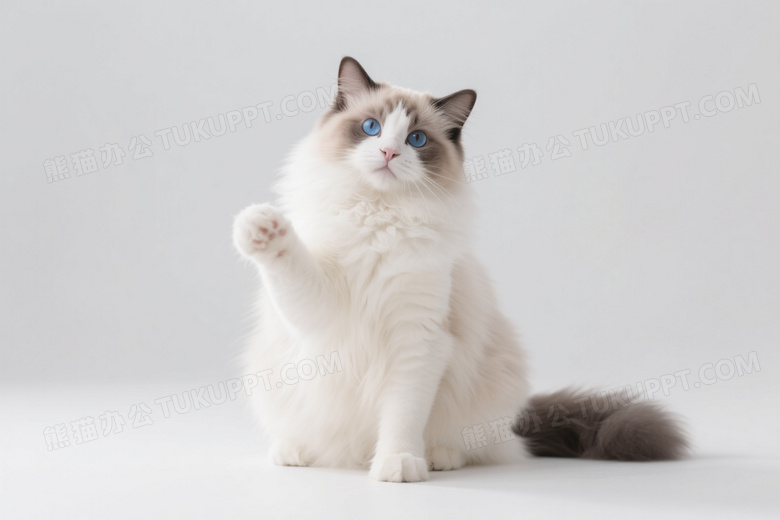 布偶猫坐姿直视镜头柔光图片