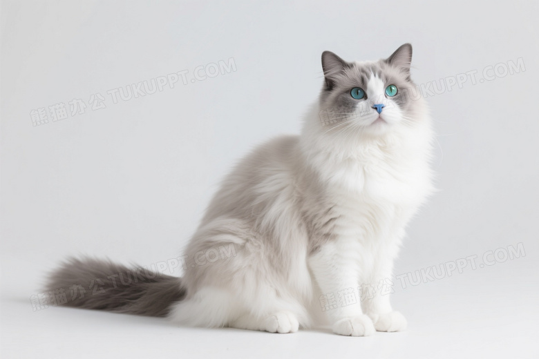 灰白渐变长毛猫侧坐柔光图片