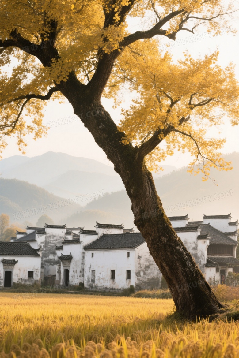 古树稻田徽派民居秋景图片