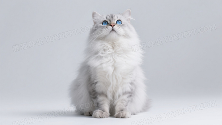 银渐层波斯猫纯白背景特写图片