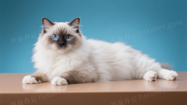 布偶猫趴卧桌面凝视镜头图片