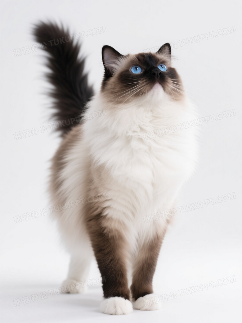 布偶猫站立凝视柔光图片