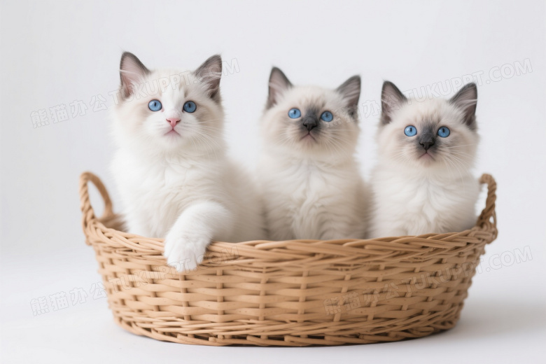 三只布偶猫幼崽篮中坐姿图片