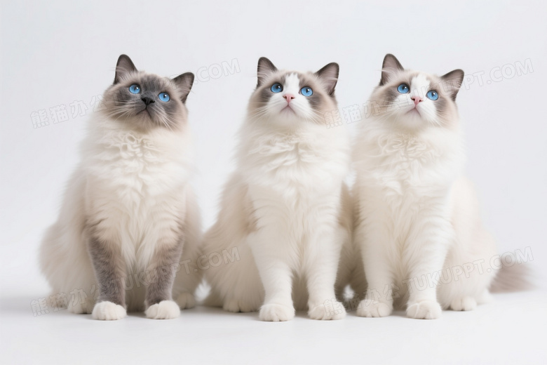 三只布偶猫仰望柔光图片