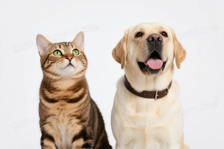 棕虎斑猫与拉布拉多犬并坐柔光图片