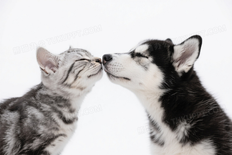 银灰虎斑猫与雪橇犬幼崽亲昵触鼻图片