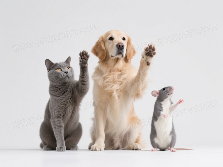猫犬鼠击掌合影柔光图片