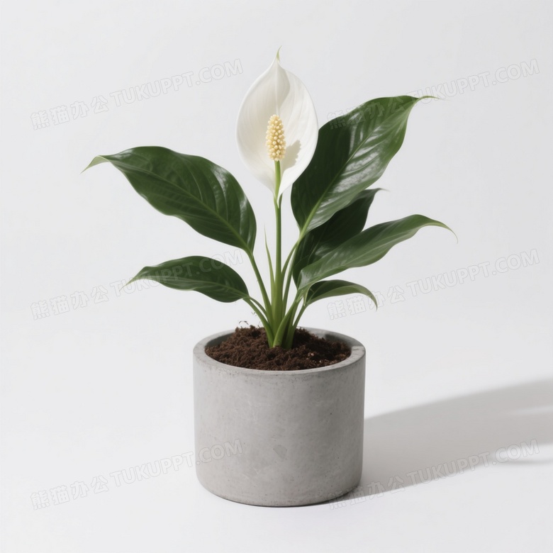 白掌绿植居中柔光高清图片