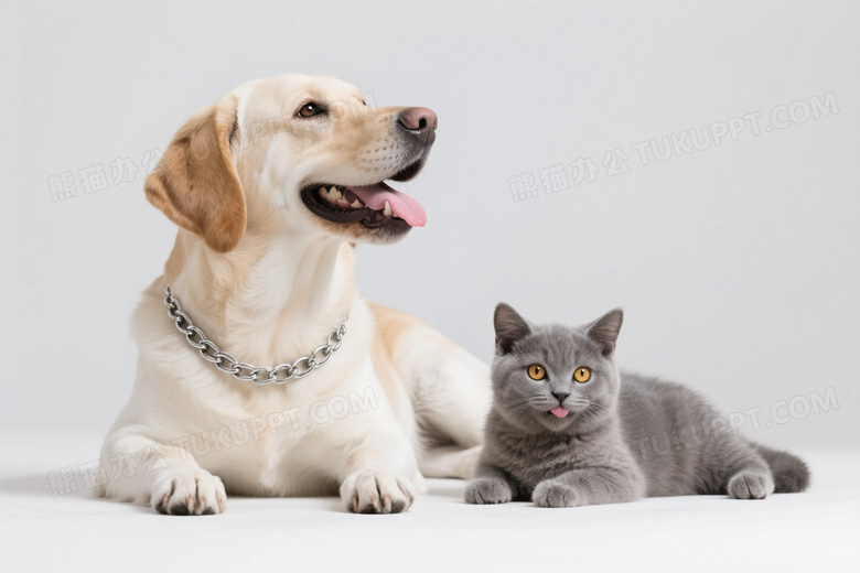 棕白犬与灰猫吐舌微笑图片