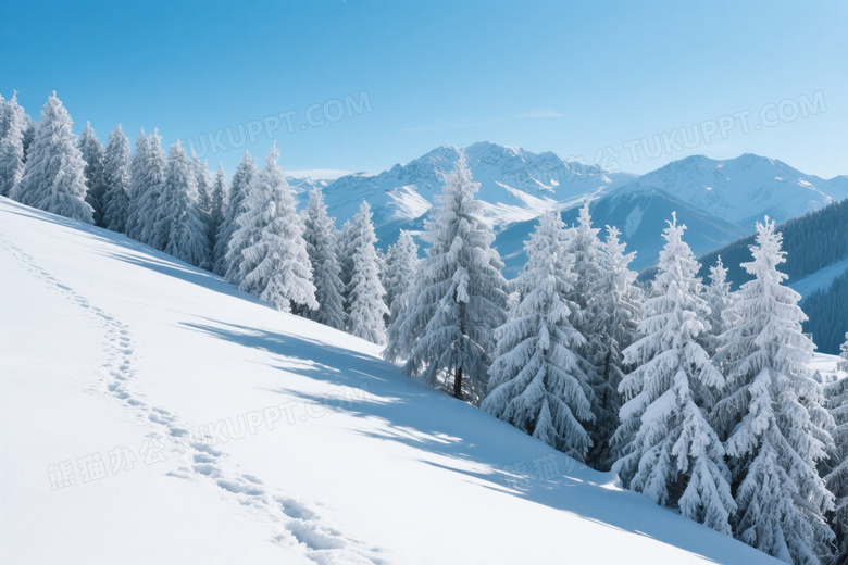 雪坡松树群与雪山脚印图片