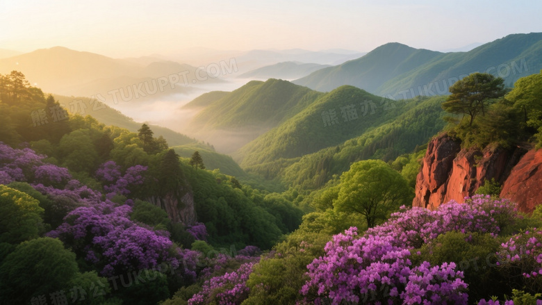 绿山紫杜鹃晨光山谷图片