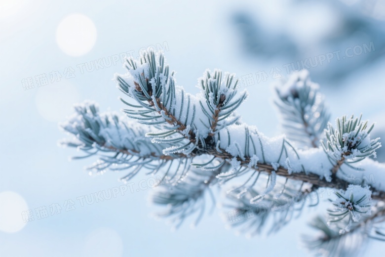 霜雪松枝特写逆光图片