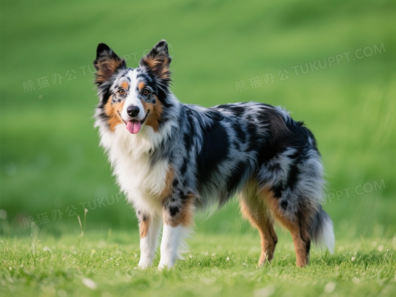 蓝陨石色牧羊犬草地站立侧光图片