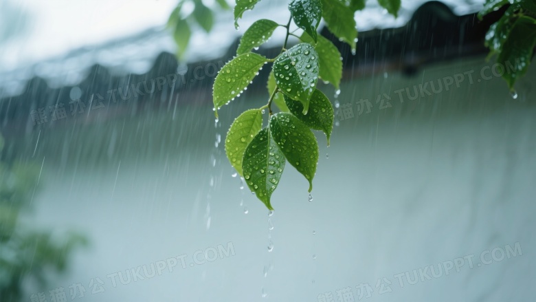 雨中绿叶枝条垂挂特写图片