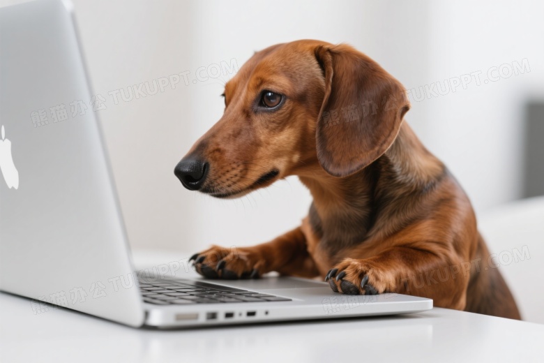 腊肠犬搭爪看电脑特写图片