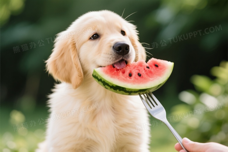 金毛幼犬咬西瓜片特写图片